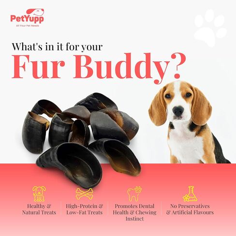Water Buffalo Hooves for Dogs | Pack of 10 | All Natural, High Protein, Low Fat & Easy to Digest Dog Chews for Large Dogs & Aggressive Chewers | Promotes Dental Health & Chewing Excersice in Kuwait