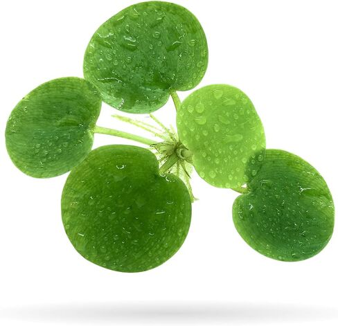 20+ Leaves Amazon Frogbit (+Free Bonus Plant) Live Floating Plant for Aquarium (Limnobium Laevigatum) by Aquarigram in Kuwait