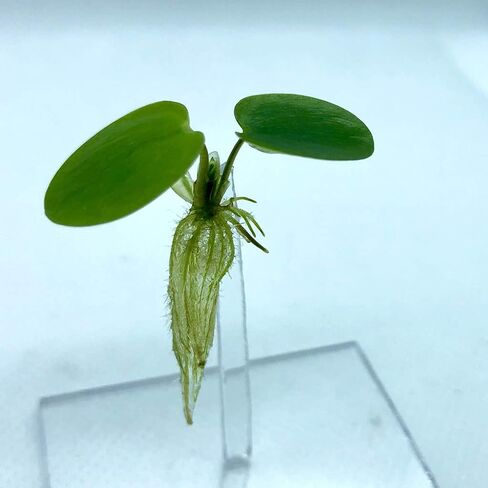 20+ Leaves Amazon Frogbit (+Free Bonus Plant) Live Floating Plant for Aquarium (Limnobium Laevigatum) by Aquarigram in Kuwait