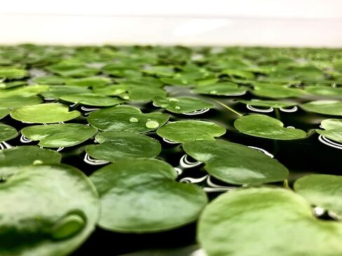 20+ Leaves Amazon Frogbit (+Free Bonus Plant) Live Floating Plant for Aquarium (Limnobium Laevigatum) by Aquarigram in Kuwait