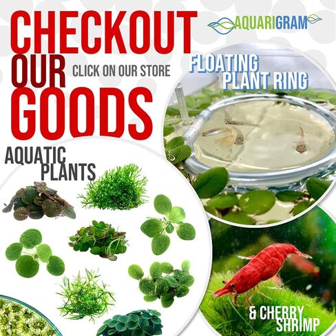 20+ Leaves Amazon Frogbit (+Free Bonus Plant) Live Floating Plant for Aquarium (Limnobium Laevigatum) by Aquarigram in Kuwait