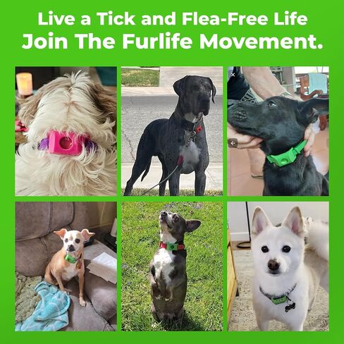 FurLife Green Dog Tag, Flea and Tick Prevention for Dogs - Waterproof Pendant for Collar, Safe for All Breeds in Saudi Arabia