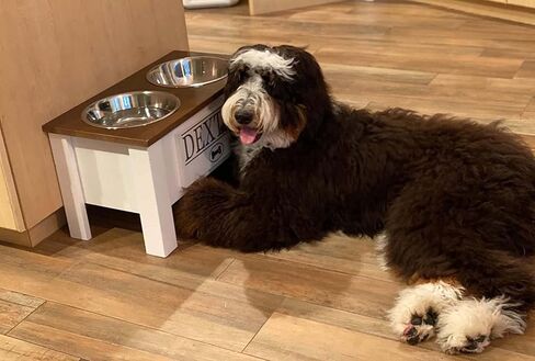 Personalized Elevated Dog Bowl Stand for Large, Medium, Small, X-Small Dogs - Stainless Steel Food and Water Bowls - Raised Dog Dish with Internal Storage (Large, Dark Walnut) in Kuwait