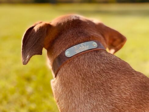 Handmade Personalized Bridle Leather Dog Collar, Engraved Solid Brass Nameplate (Distressed Brown) in Kuwait