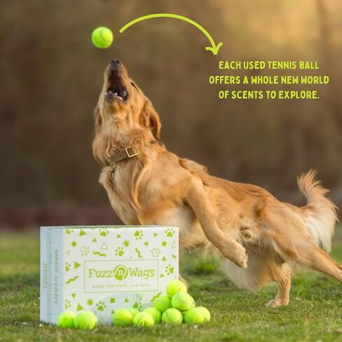 25-100 Used Tennis Balls for Dogs - Support USA Tennis Ball Recycling NonProfit: Bulk Tennis Balls for Dogs, Tennis Balls for Dogs Bulk, Dog Tennis Balls Bulk, Tennis Balls Bulk for Dogs (25 Balls) in Saudi Arabia