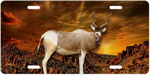 Hunting Wildlife Vanity Decorative Aluminum Front License Plate, Car Accessory, Vanity Tag (Bear at Sunset River) in Saudi Arabia