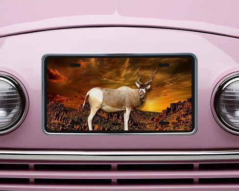 Hunting Wildlife Vanity Decorative Aluminum Front License Plate, Car Accessory, Vanity Tag (Bear at Sunset River) in Saudi Arabia