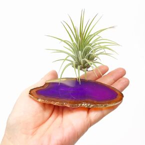 Large Purple Agate Slice Crystal Air Plant Holder Includes Healthy Air Plant and Happy Birthday Gift Box