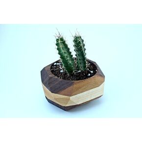 Geometric Wooden Cactus and Succulent Planter