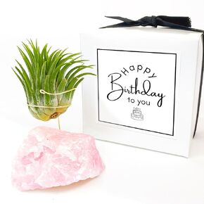 Rose Quartz Crystal Air Plant Holder Birthday Gift Comes with Live Healthy Plant and Gift Box Unique Meaningful Birthday Gift for Girl Friend Co Worker or Mom
