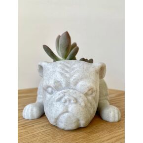 Doggy Planter | English Bulldog Planter Gift Idea, Bar Decor, Table Decor, Plant Gift Idea, Cute Succulent Planter, any canine/dog/English Bulldog and plant lover! (Marbel)