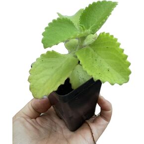 Cuban Oregano (Plectranthus amboinicus) - Heat Tolerant Herb