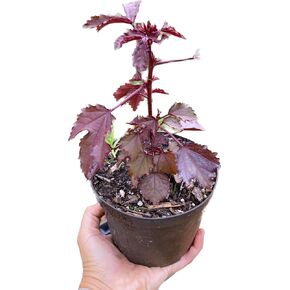 Mahogany Splendor Hibiscus ~ Starter Plant