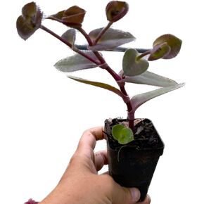 Fuzzy Wandering Jew ~ Tradescantia sillamontana ~ Cobweb Spiderwort