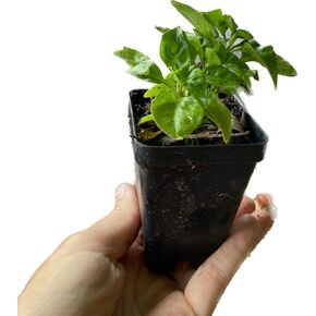 SISSOO Spinach (Alternanthera sissoo) ~ Brazilian Spinach