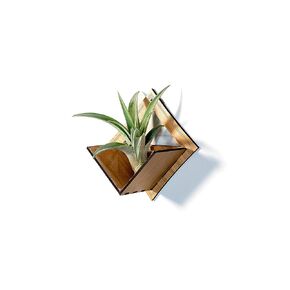 Wall Hanging Planter 9 // Maple - Air Plant Holder, Plant Hanger for Tillandsia, Succulents, Cactus - Display Aerium Indoor Home Decor