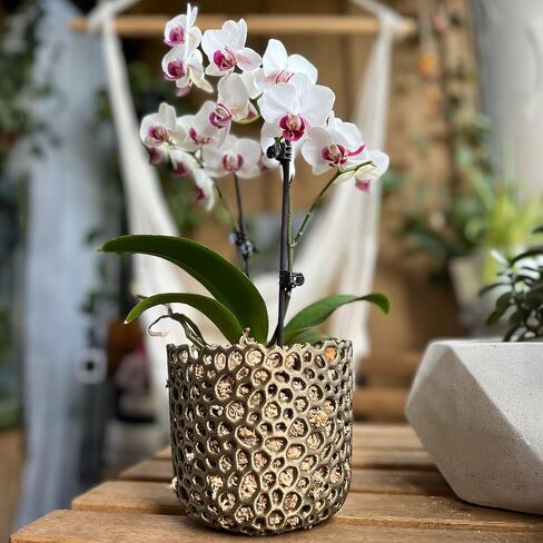 Orchid Pot Mesh Cylinder Pot Orchid Pot Mesh Orchid Pot Orchid Planter Airplant Pot Succulent Pot Voronoi Pot (Black) in Kuwait