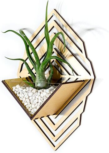 زارع الجدار الشمعدان [M] // Walnut - حامل مصنع معلق الجدار Aerium لـ Tillandsia (محطة الهواء) ، عصاري ، الصبار in Kuwait