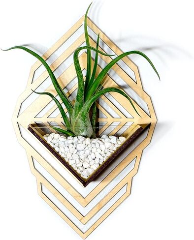 زارع الجدار الشمعدان [M] // Walnut - حامل مصنع معلق الجدار Aerium لـ Tillandsia (محطة الهواء) ، عصاري ، الصبار in Kuwait