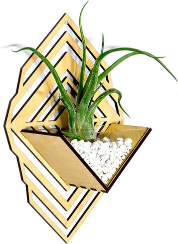 زارع الجدار الشمعدان [M] // Walnut - حامل مصنع معلق الجدار Aerium لـ Tillandsia (محطة الهواء) ، عصاري ، الصبار in Kuwait