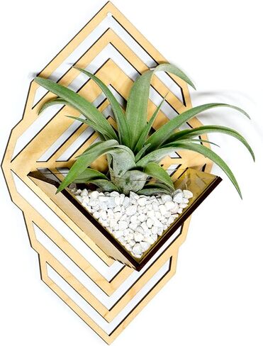 زارع الجدار الشمعدان [M] // Walnut - حامل مصنع معلق الجدار Aerium لـ Tillandsia (محطة الهواء) ، عصاري ، الصبار in Kuwait