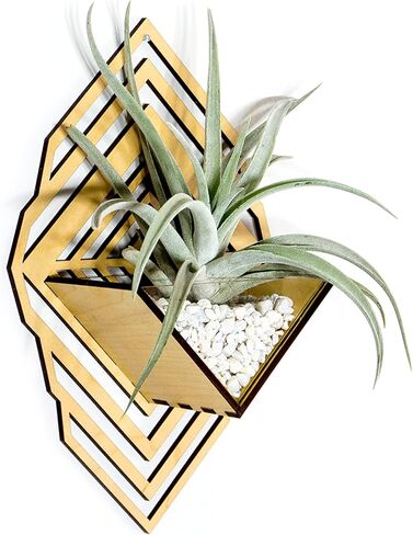 زارع الجدار الشمعدان [M] // Walnut - حامل مصنع معلق الجدار Aerium لـ Tillandsia (محطة الهواء) ، عصاري ، الصبار in Kuwait