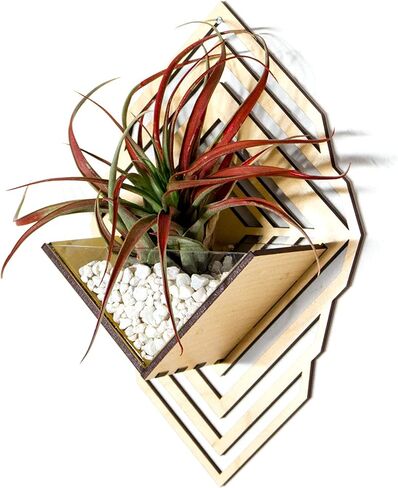 زارع الجدار الشمعدان [M] // Walnut - حامل مصنع معلق الجدار Aerium لـ Tillandsia (محطة الهواء) ، عصاري ، الصبار in Kuwait
