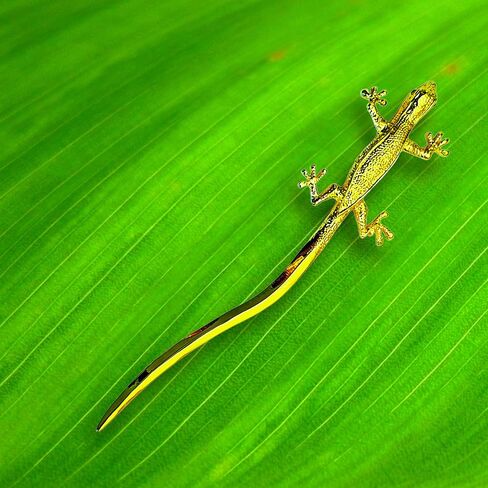 فتاحة حروف من جيكو، ذهبية مع عيون خضراء - صندوق هدايا - 7 بوصة in Kuwait