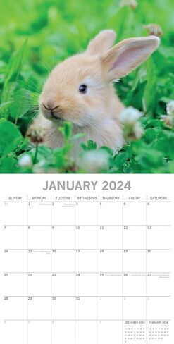2024 Square Wall Calendar, Cute Bunnies, 16-Month Animals Theme with 180 Reminder Stickers (12 x 12 In) in Saudi Arabia