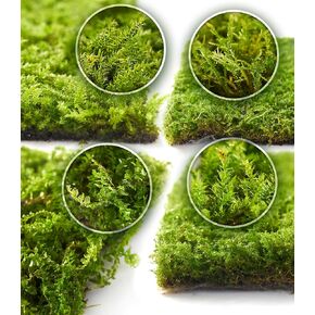 Live Moss 4-Pack – Mixed Moss for Potted Plants, Soil Cover, Succulents, Bonsai & Indoor Greenery Decor – Real Living Moss (Each 3.5"x7")