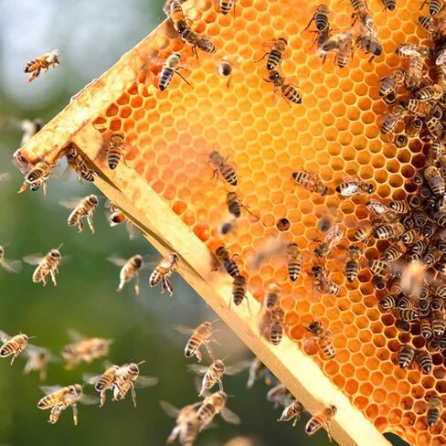 MayBee 20 Pack Honey Bee Frames with 100% Beeswax Coated Food Grade Foundation Sheets, Complete Unassembled Deep Beehive Frames and Foundations in Kuwait