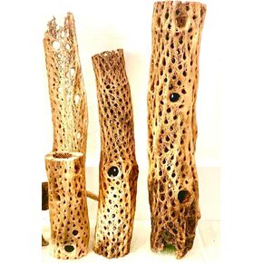 Cholla Cactus Wood بأطوال مختلفة (19 ")