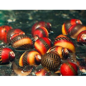 Swimming Creatures™ Assorted Red-Racer Nerite Snail, Freshwater Aquarium Snail Live (3count)
