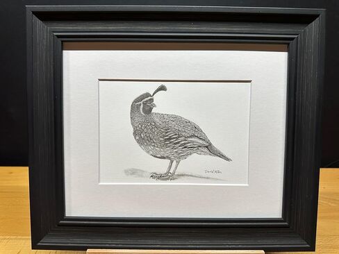 Quail Bird Graphite Pencil Art Sketch Drawing Print Picture Limited Edition Titled 'Quail' by David Allen (8x10 Mat & Print Only) in Kuwait