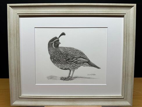 Quail Bird Graphite Pencil Art Sketch Drawing Print Picture Limited Edition Titled 'Quail' by David Allen (8x10 Mat & Print Only) in Kuwait