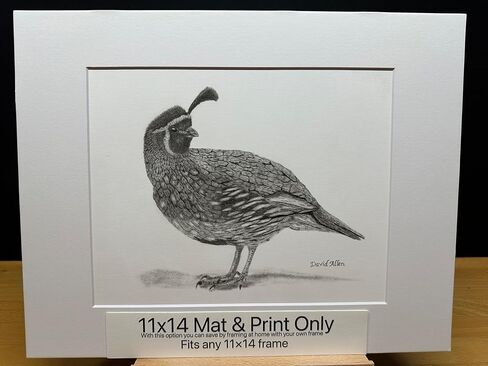 Quail Bird Graphite Pencil Art Sketch Drawing Print Picture Limited Edition Titled 'Quail' by David Allen (8x10 Mat & Print Only) in Kuwait