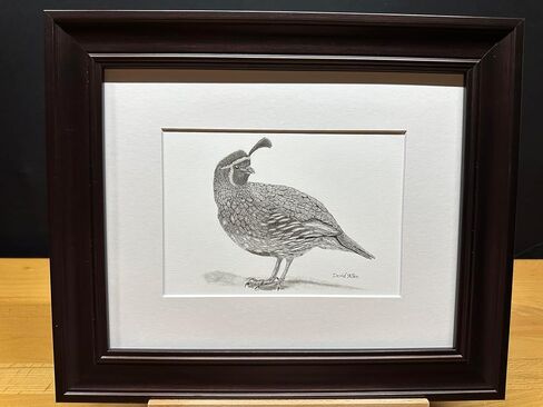 Quail Bird Graphite Pencil Art Sketch Drawing Print Picture Limited Edition Titled 'Quail' by David Allen (8x10 Mat & Print Only) in Kuwait