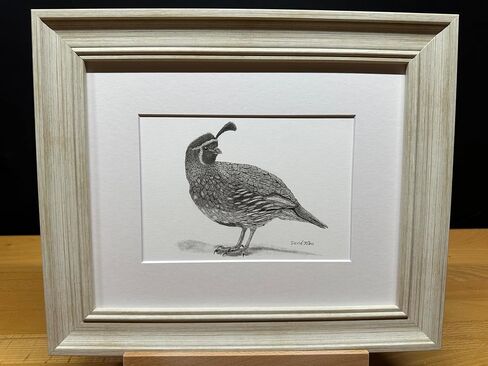 Quail Bird Graphite Pencil Art Sketch Drawing Print Picture Limited Edition Titled 'Quail' by David Allen (8x10 Mat & Print Only) in Kuwait