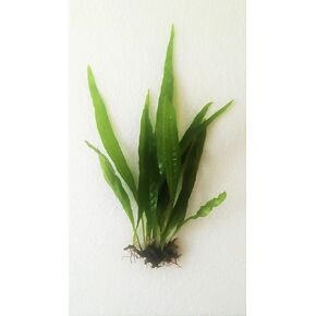 Java Fern Microsorum Pteropus Easy Low Light Live Aquarium Plant - Buy 2 Get 1