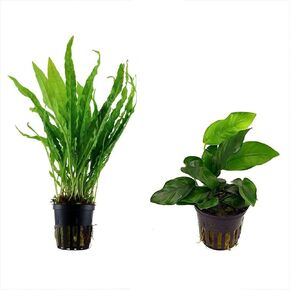 حزمة نباتات الحوض الحية المحفوظة بوعاء - نباتات مائية خالية من الحلزون (2 POTS)
