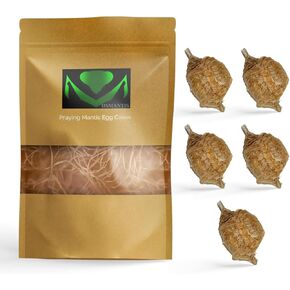 صلاة Mantis Ootheca Egg Case مع حقيبة الموائل الفقس (علبة بيضة) - يأتي التعليم العلمي مع حقيبة نافذة شفافة ، وينتج علبة البيض ما يصل إلى 400 حوريات طفل (T sinensis)