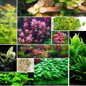 Live Aquarium Plants (Java Moss (25sq inch Portion))