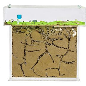 مزرعة النملة الرملية الطبيعية | acrylic t Kit Big Kit 9.84x7.87x0.59 in