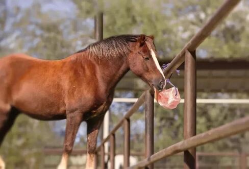 4 Premium Himalayan Horse Salt Lick 5–6 lbs Each Treat Block | Equine Mineral Salt Block with 36″ Rope | Horse Treats for Horses, Deer, Goats & Livestock in Saudi Arabia