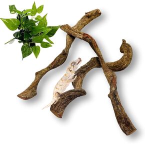 BNOSDM Reptile Branches, Snake Climbing Branch, Terrarium Climb Decor, Natural Forest Branch Decoration for Lizards, Geckos, Chameleons, Frogs (3 Pcs, 0.75-1.25" D,13" L)