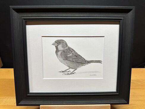 Sparrow Bird Graphite Pencil Art Sketch Drawing Print Picture Limited Edition Titled 'Sparrow' by David Allen (8x10 Black Frame & Print) in Saudi Arabia