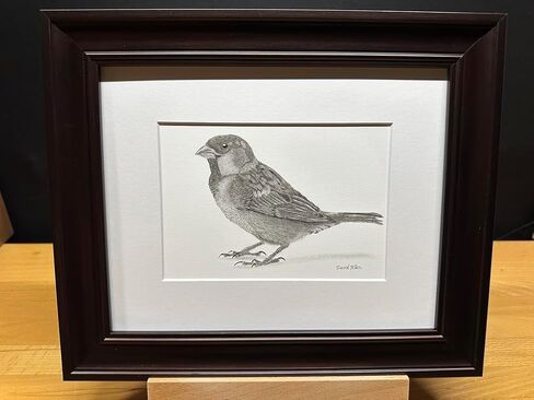 Sparrow Bird Graphite Pencil Art Sketch Drawing Print Picture Limited Edition Titled 'Sparrow' by David Allen (8x10 Black Frame & Print) in Saudi Arabia
