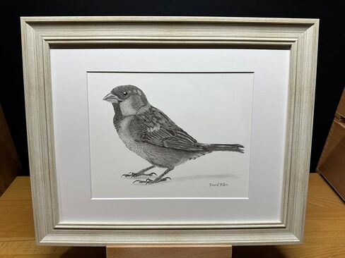 Sparrow Bird Graphite Pencil Art Sketch Drawing Print Picture Limited Edition Titled 'Sparrow' by David Allen (8x10 Black Frame & Print) in Saudi Arabia