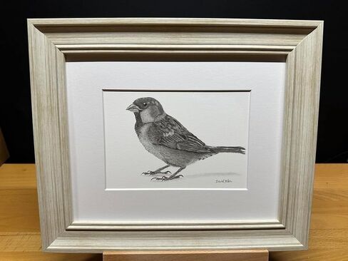 Sparrow Bird Graphite Pencil Art Sketch Drawing Print Picture Limited Edition Titled 'Sparrow' by David Allen (8x10 Black Frame & Print) in Saudi Arabia