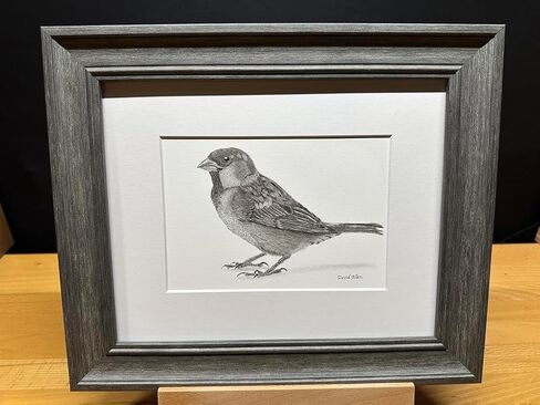 Sparrow Bird Graphite Pencil Art Sketch Drawing Print Picture Limited Edition Titled 'Sparrow' by David Allen (8x10 Black Frame & Print) in Saudi Arabia